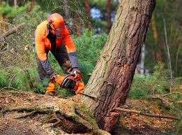 Best Tree and Shrub Care  in Douglas, AZ