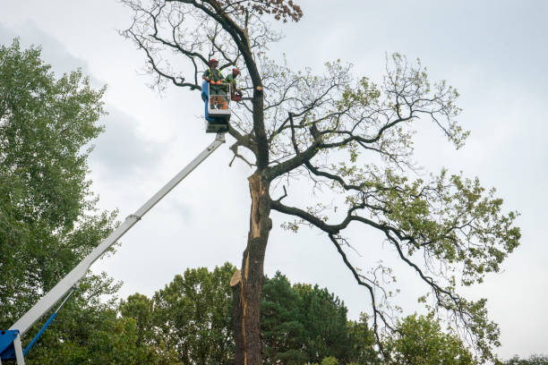 How Our Tree Care Process Works  in  Douglas, AZ